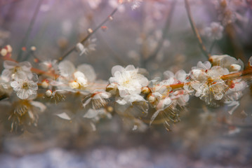 japan cherry blossom, sakura season