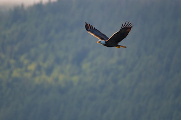 Bald Eagle