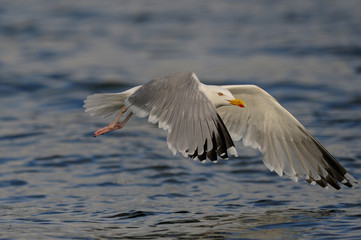 Fototapeta na wymiar Herring gull flight over the sea, north sea, romsdalsfjord, norway (larus argentatus)