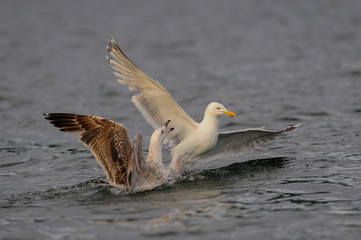 Herring gull have a dispute, fight,  north sea, romsdalsfjord, norway (larus argentatus)