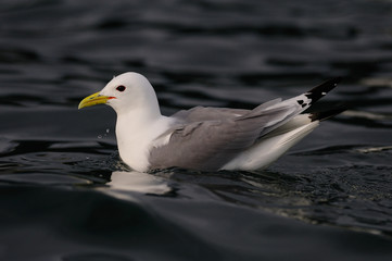 Common gull floating on the north sea, romsdalsfjord, norway (larus canus)