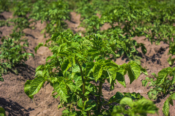 rows of green potato plant in field