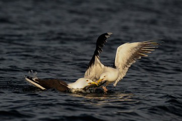 Great black-backed gull fight for the fish,    romsdalfjord, norway, (larus marinus)