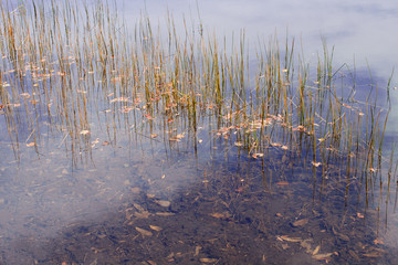 reflection on water garden
