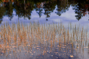 reflection on water garden