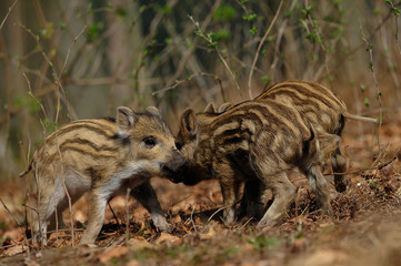 Wild boar piglets playing in the forest, spring, germany, (sus scrofa)