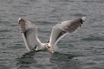 Great black-backed gull catch the fish,   romsdalfjord, norway, (larus marinus)