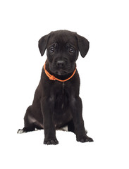 one-month-old cane corso puppy