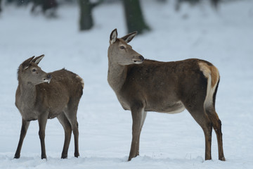 Red deer female standing with calf in the winter forest and look, germany, (cervus elaphus)