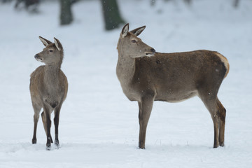 Red deer female standing with calf in the winter forest, germany, (cervus elaphus)