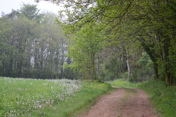 Obraz premium Chemin sous bois