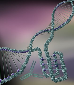 i-motif DNA structure, illustration