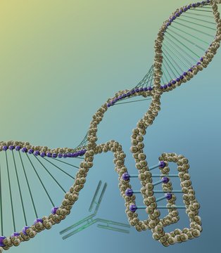 i-motif DNA structure, illustration