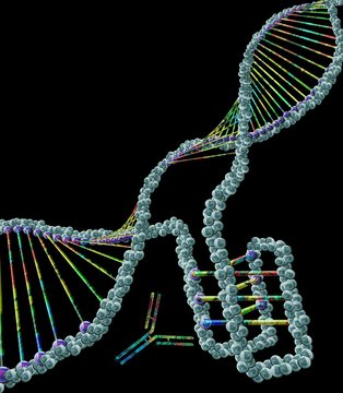 i-motif DNA structure, illustration