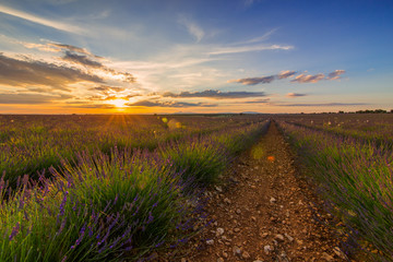 Lavender field in sunlight,Spain.