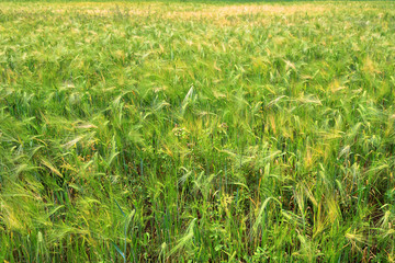 Green and yellow wheat ears after the rain