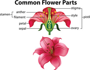 Science of Common Flower Parts - obrazy, fototapety, plakaty
