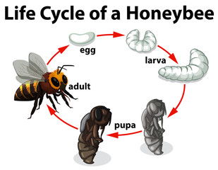 Life Cycle of A Honeybee