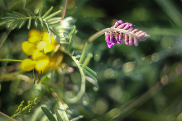 meadow flowers