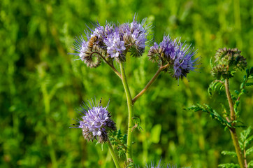 Fototapeta premium field blooming