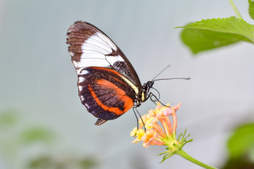 Closeup  beautiful butterfly & flower in the garden.