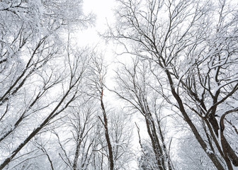 Fototapeta na wymiar Winter forest, low angle view