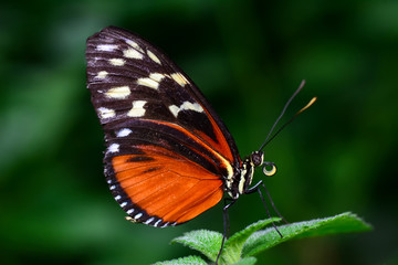 Closeup  beautiful butterfly & flower in the garden.