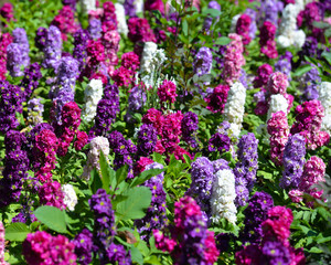 Fototapeta premium flower