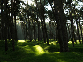 Forêt du Mémorial Canadien de Vimy