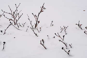 early winter and snow in daisetsuzan, japan national park