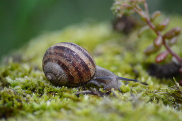 Escargot sur un mur