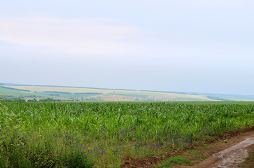 Fototapeta na wymiar Corn is growing in a field in the farm in the summer after the rain