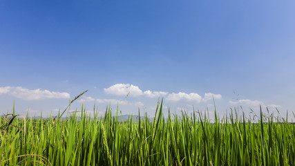 Fototapeta premium Beautiful spring field