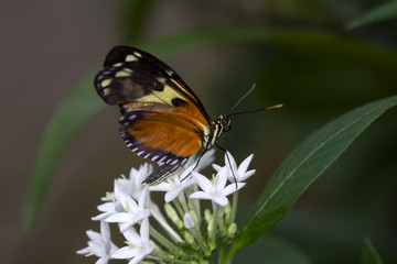 Closeup  beautiful butterfly & flower in the garden.