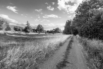 Road crossing nature