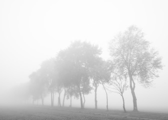 Naklejka premium Alley in autumn fog