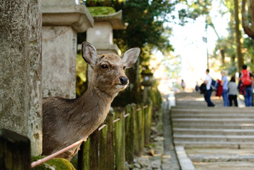 deers were begging and playing in nara park, kyoto
