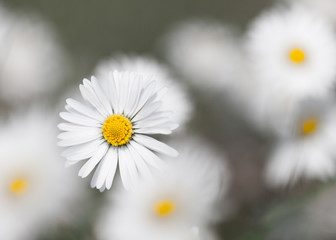Obraz premium Flower
