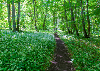 Obraz premium Forest path