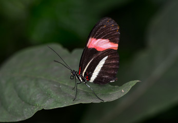 Closeup  beautiful butterfly & flower in the garden.