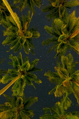 Tropical palm trees bottom view on starry night sky background