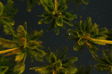 Tropical palm trees bottom view on starry night sky background