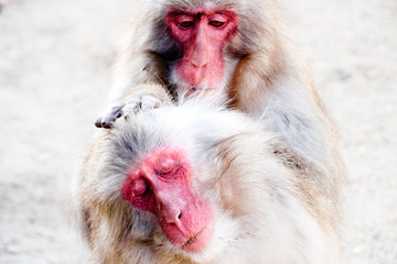Monkey gangs in monkey hill，　Macaque