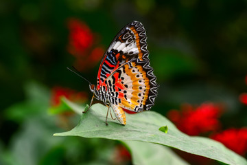Closeup  beautiful butterfly & flower in the garden.