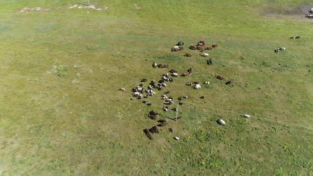 Cows grase