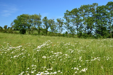 Campagne aveyronnaise