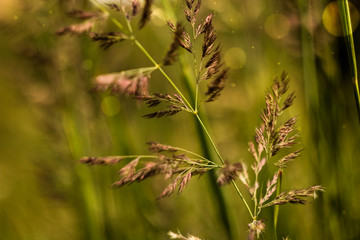 spikelets