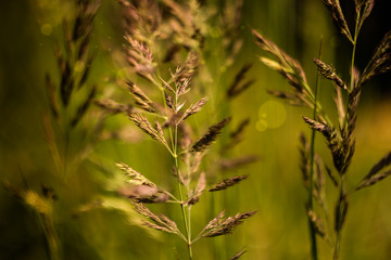 spikelets