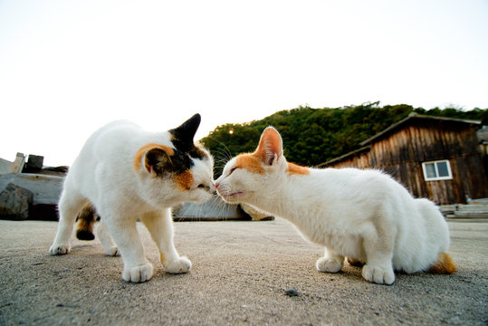 Cat island, japan aoshima