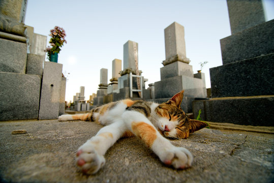 Cat island, japan aoshima